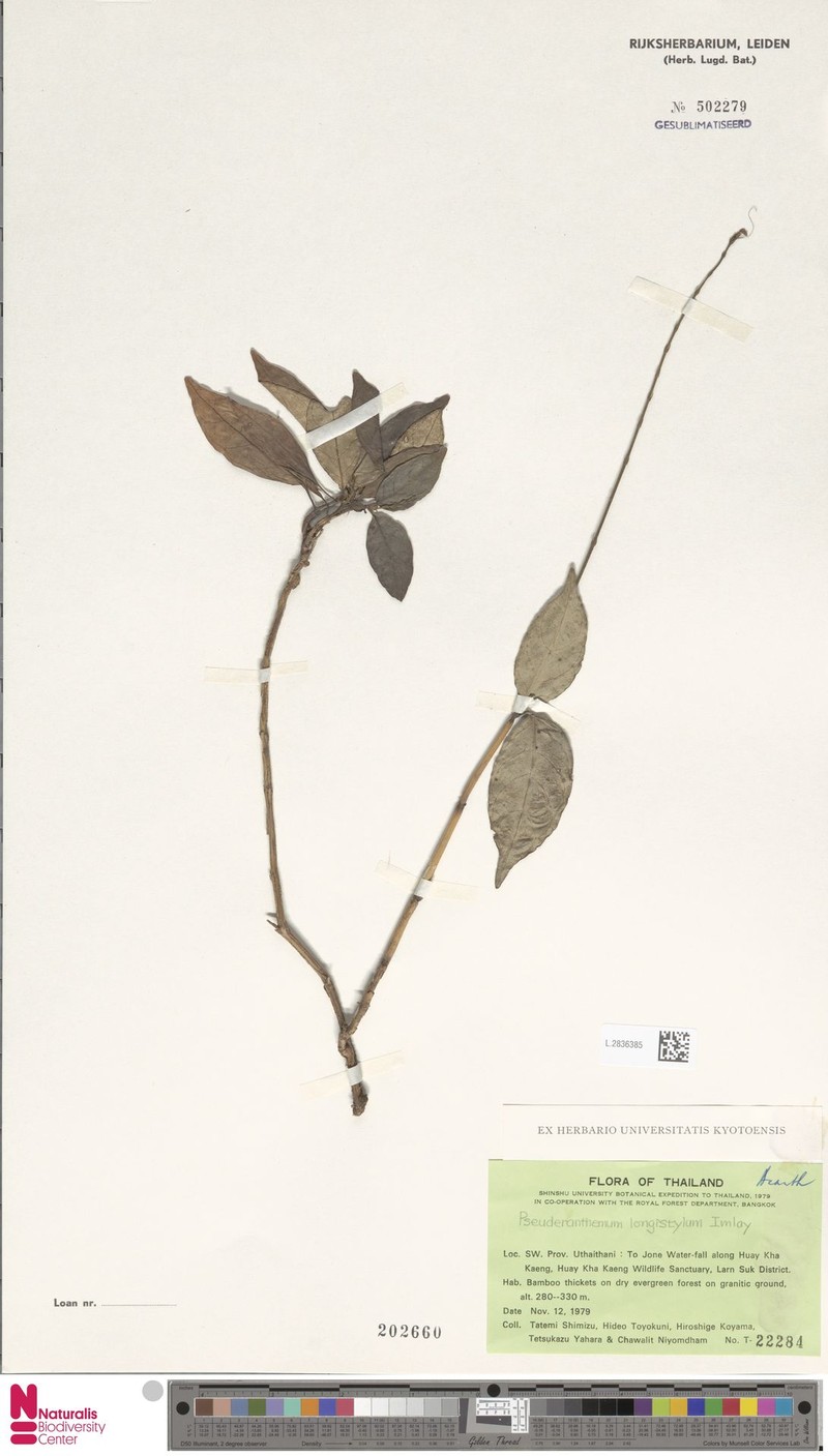 Pseuderanthemum longistylum