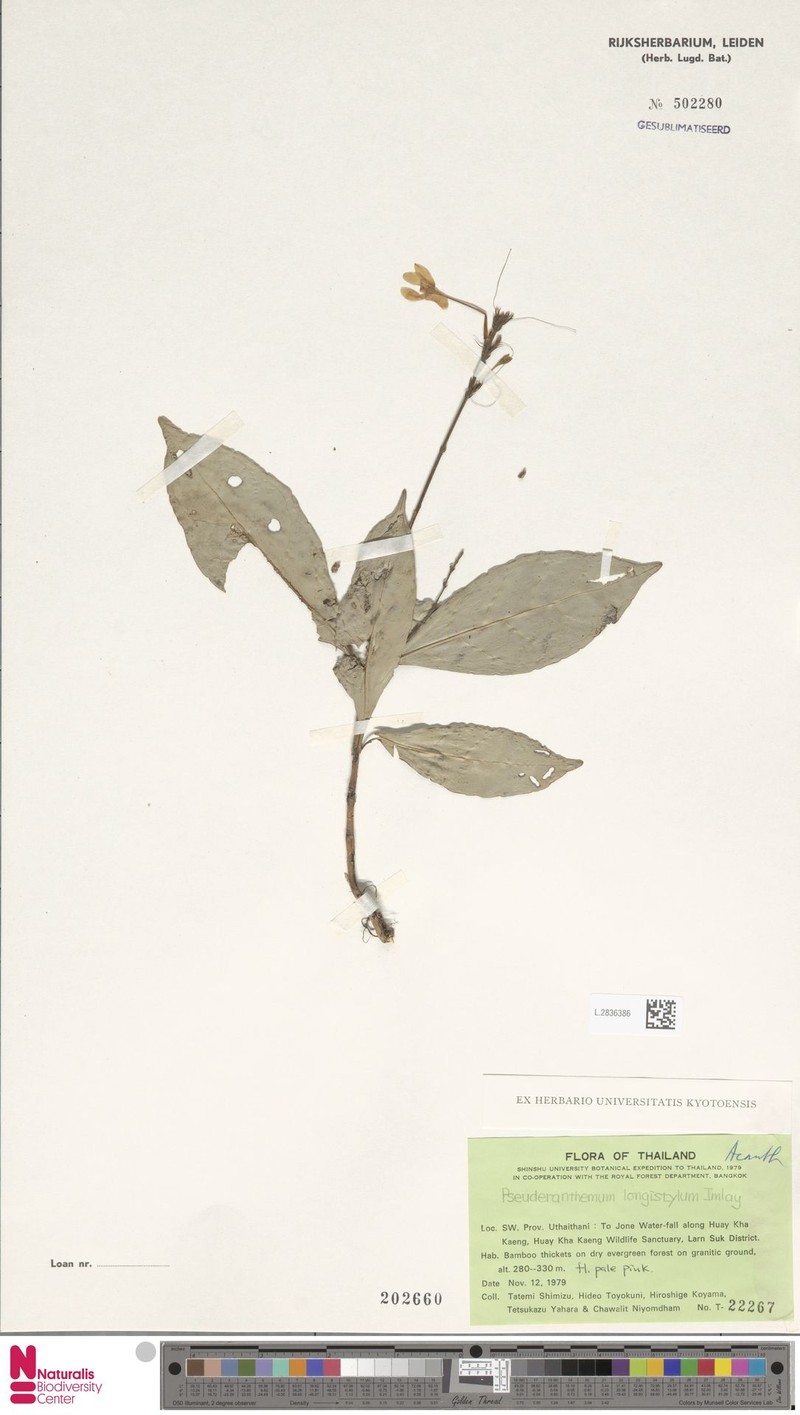 Pseuderanthemum longistylum photo 2
