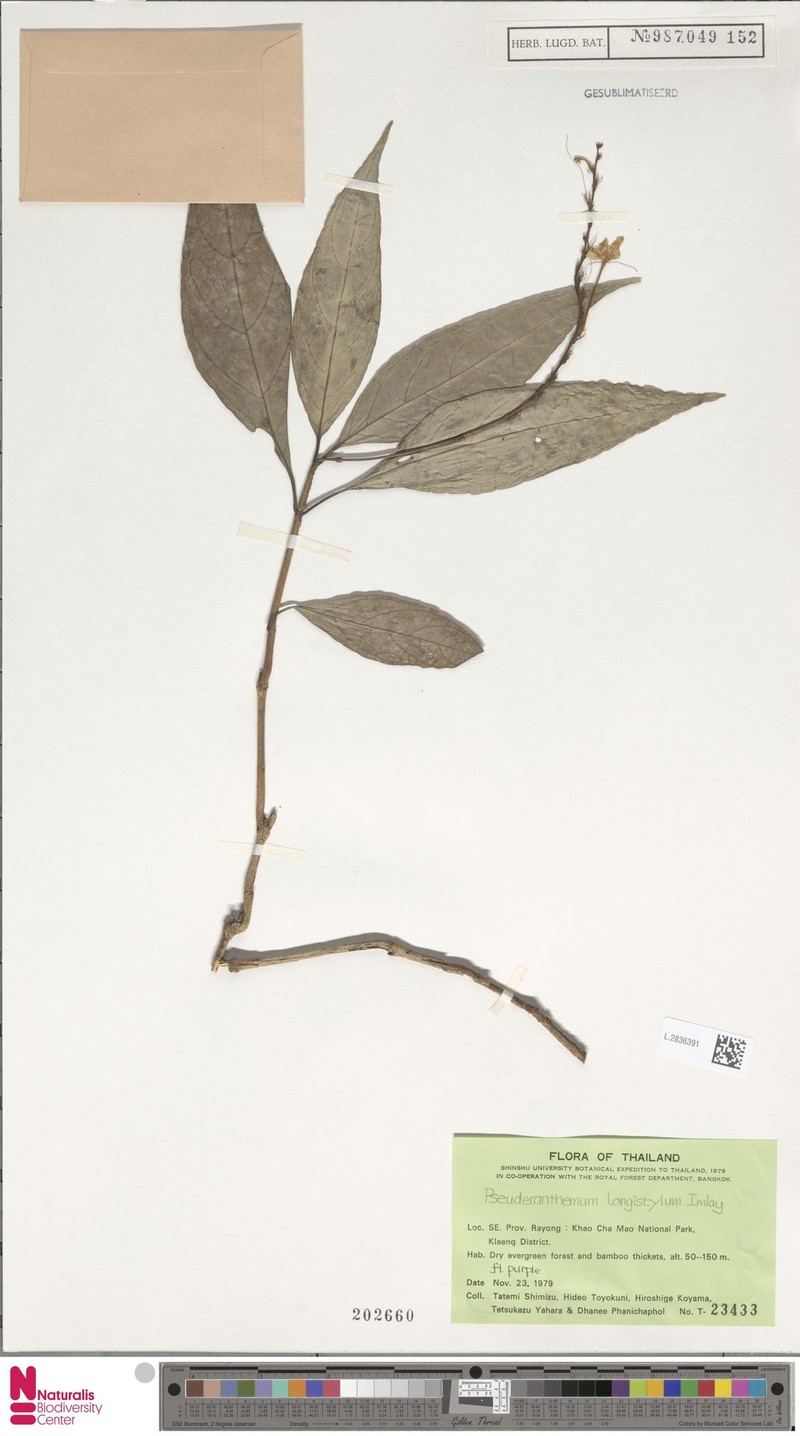 Pseuderanthemum longistylum photo 3