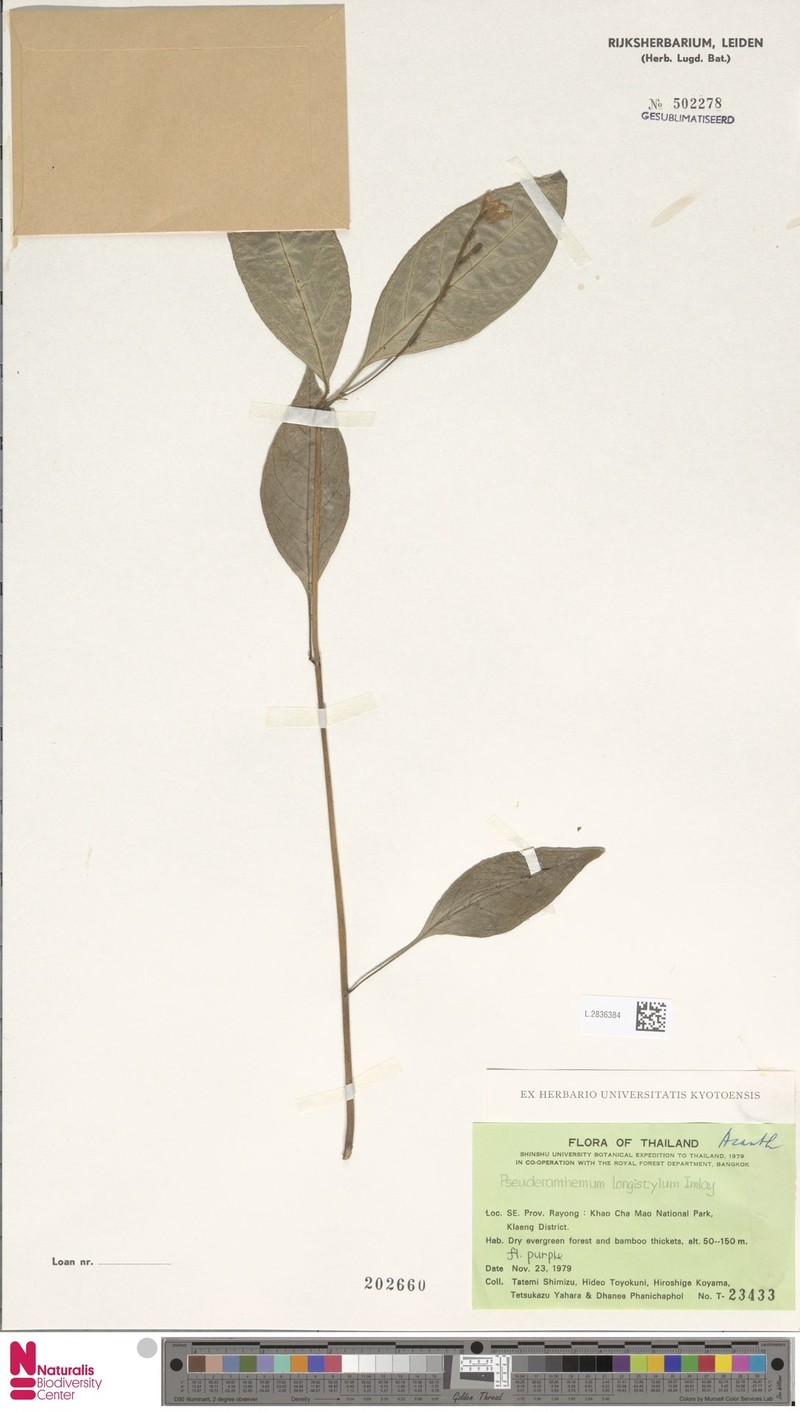 Pseuderanthemum longistylum photo 4