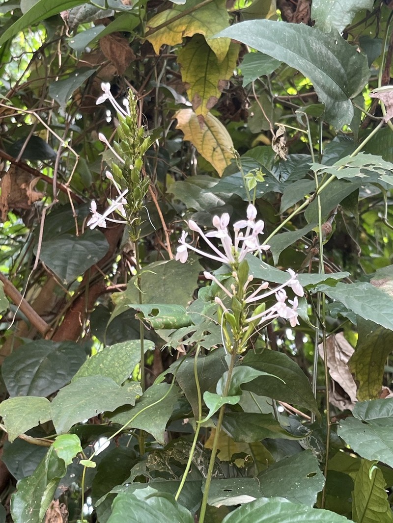 Pseuderanthemum ludovicianum
