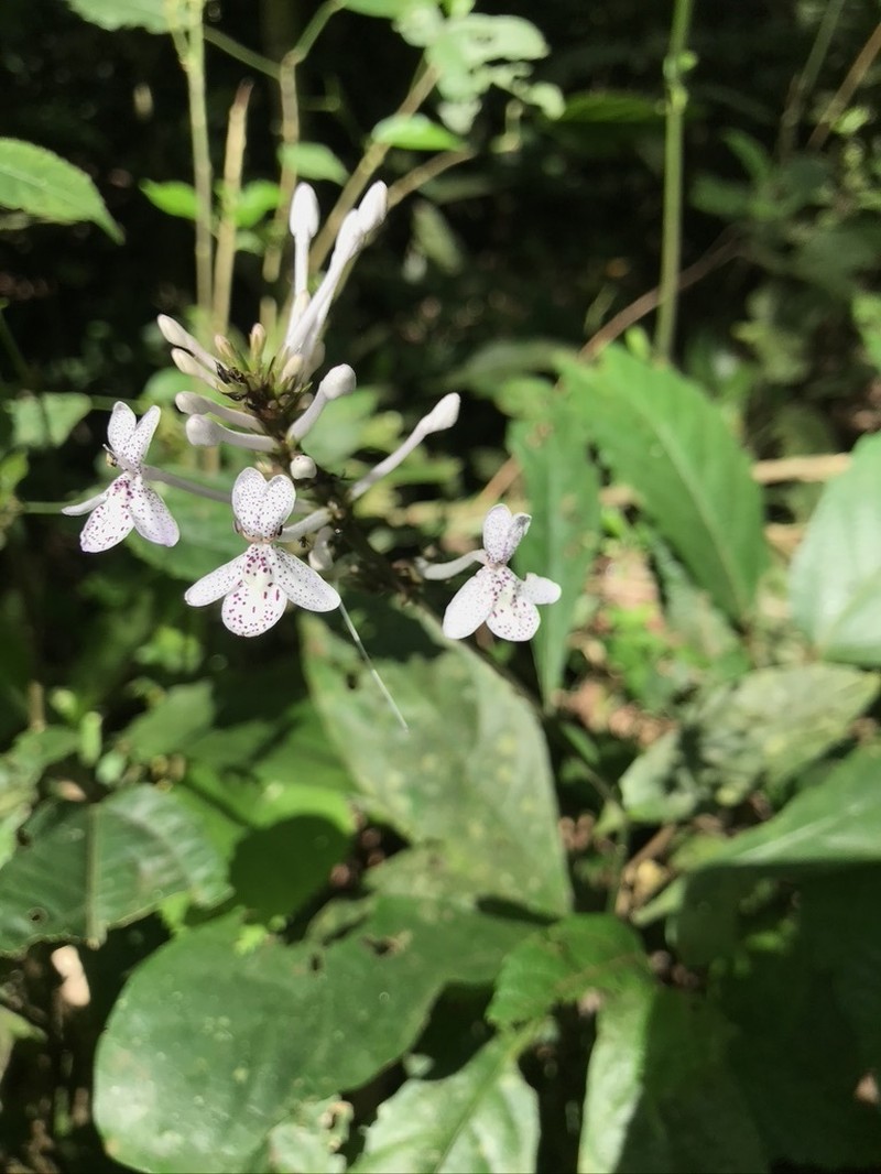 Pseuderanthemum ludovicianum photo 2