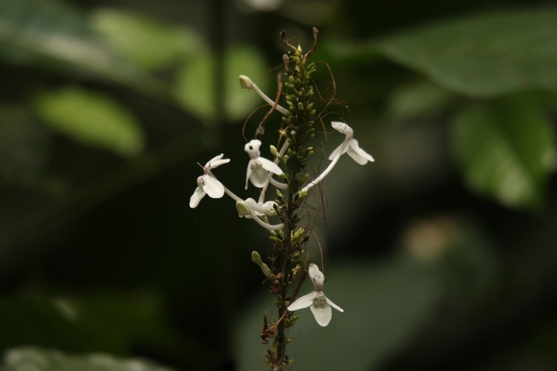 Pseuderanthemum ludovicianum photo 3