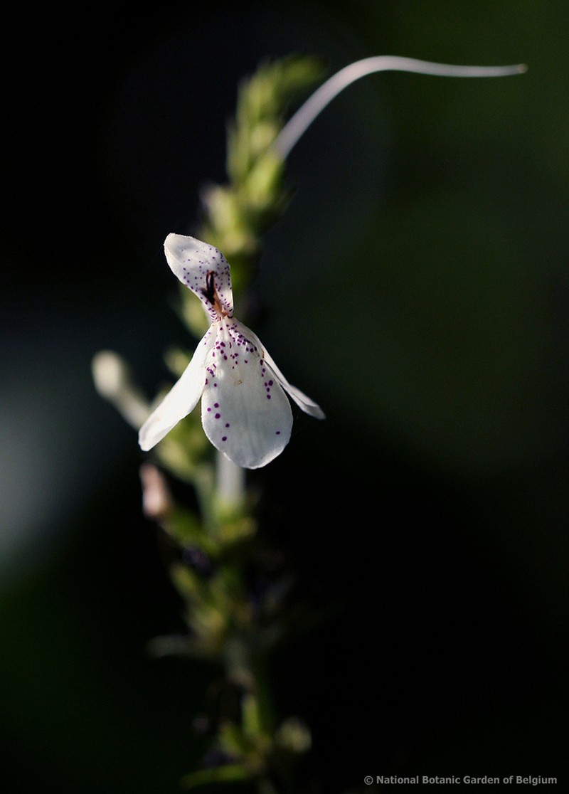 Pseuderanthemum ludovicianum photo 4