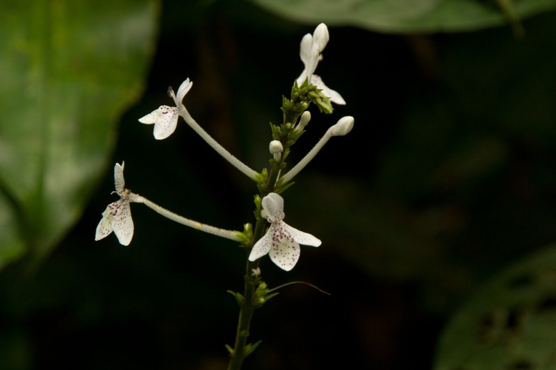 Pseuderanthemum ludovicianum photo 6