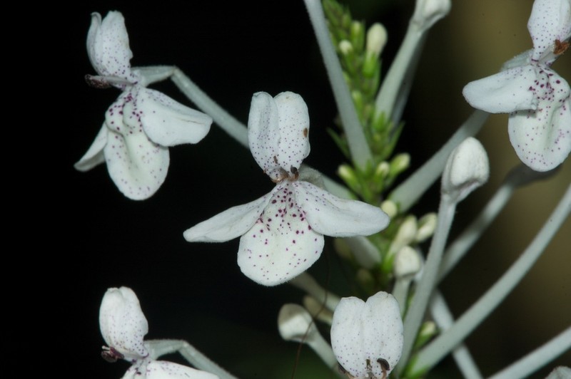 Pseuderanthemum ludovicianum photo 7