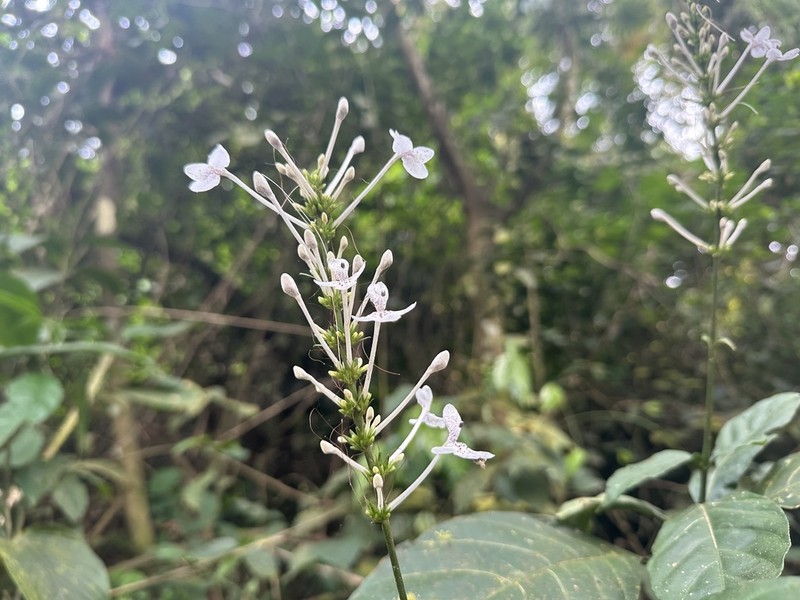 Pseuderanthemum ludovicianum photo 8