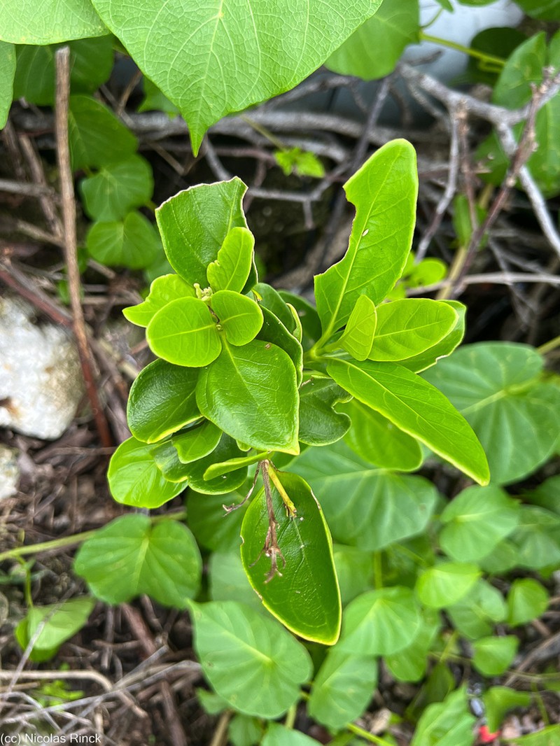 Pseuderanthemum melanesicum