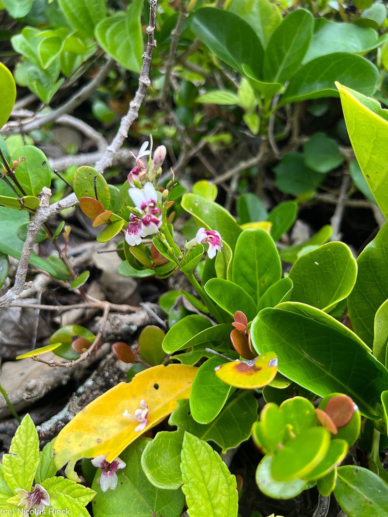 Pseuderanthemum melanesicum photo 2