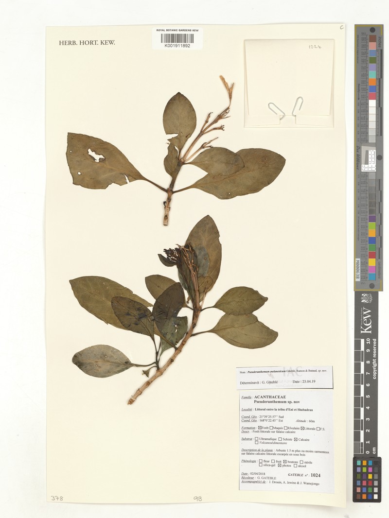 Pseuderanthemum melanesicum photo 4