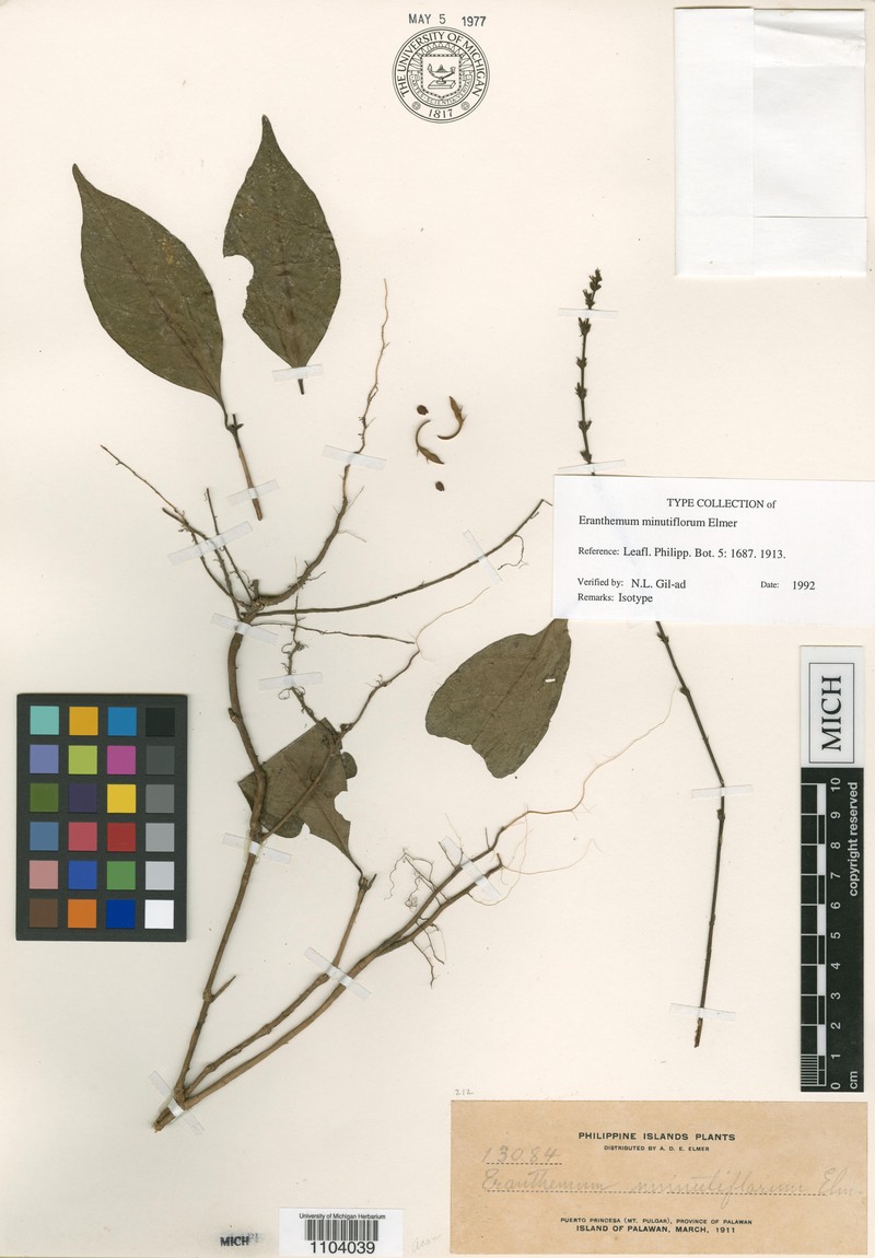 Pseuderanthemum minutiflorum