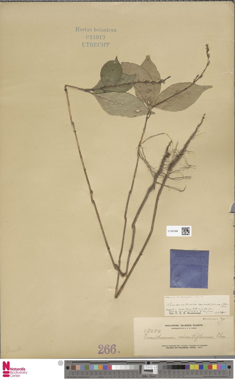 Pseuderanthemum minutiflorum photo 2