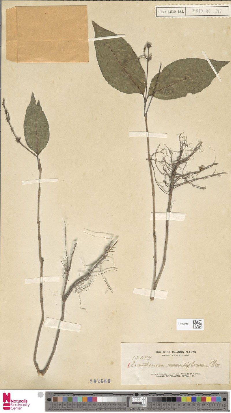 Pseuderanthemum minutiflorum photo 3
