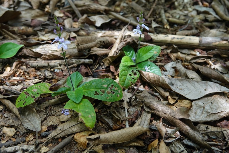Pseuderanthemum modestum