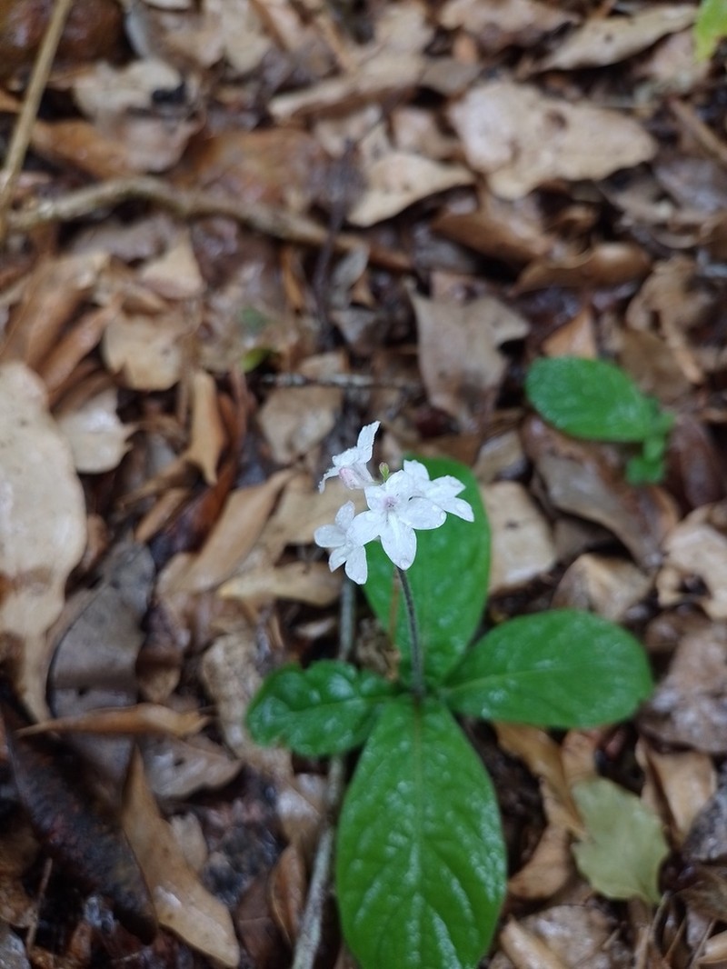 Pseuderanthemum modestum photo 2