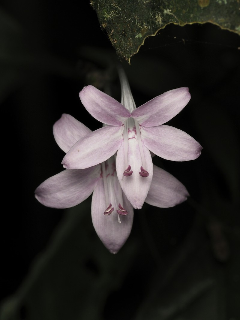Pseuderanthemum parishii