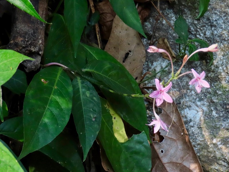 Pseuderanthemum parishii photo 2