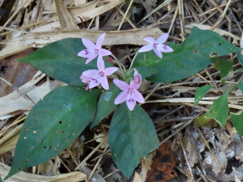 Pseuderanthemum parishii photo 3