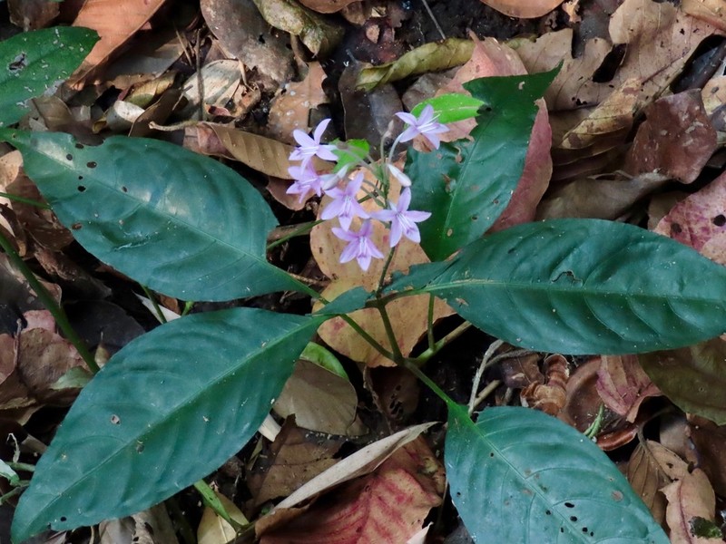 Pseuderanthemum parishii photo 4