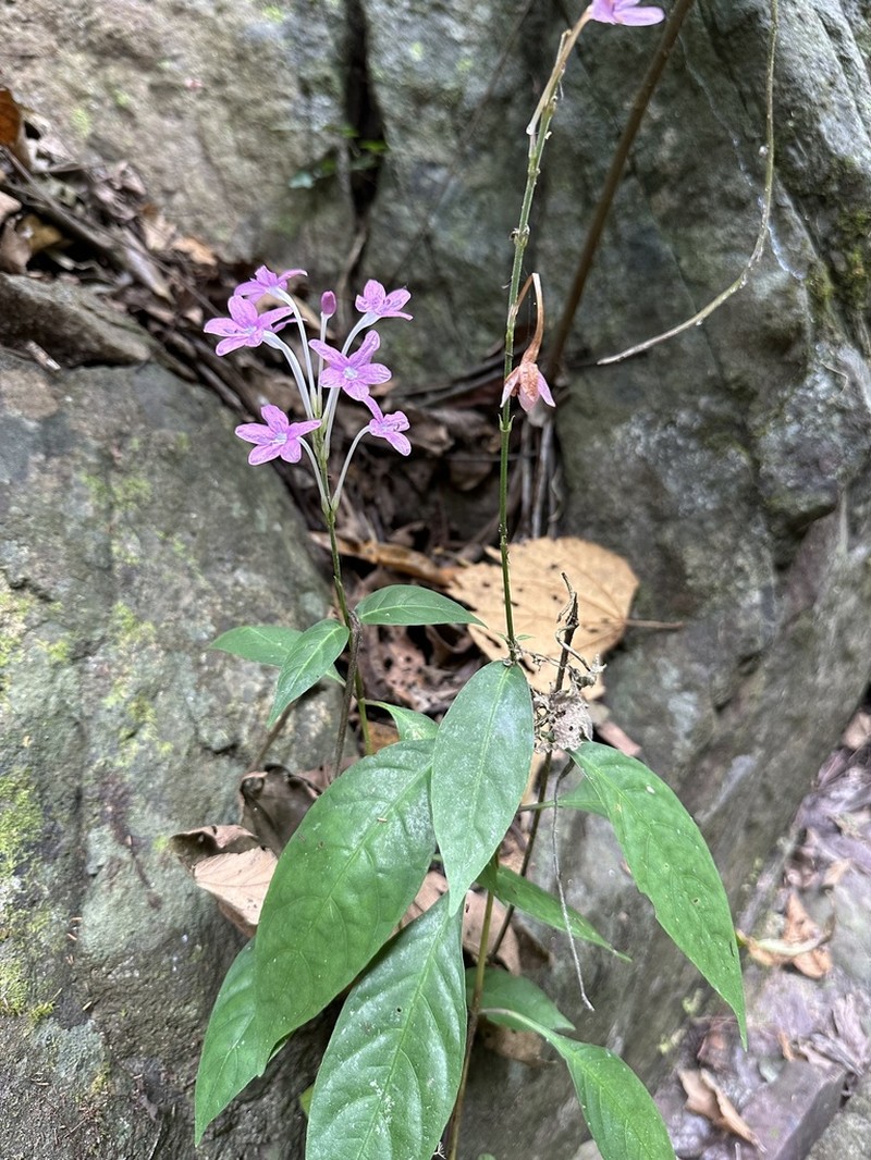 Pseuderanthemum parishii photo 5