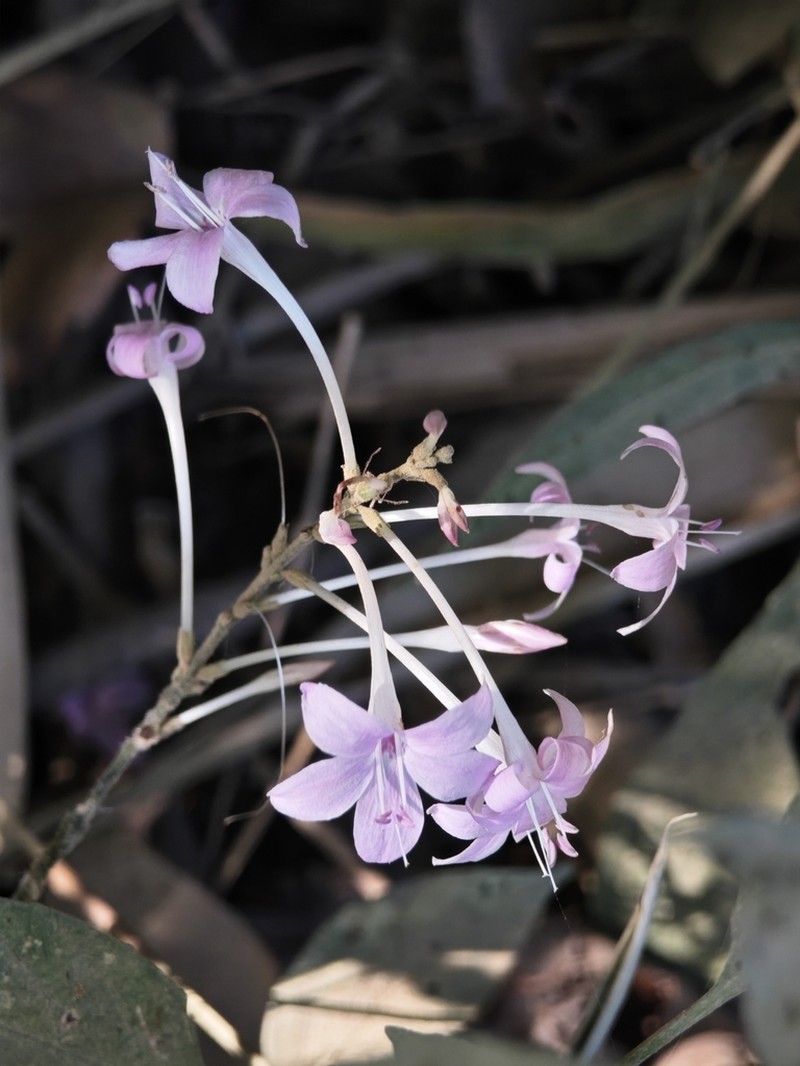 Pseuderanthemum parishii photo 6