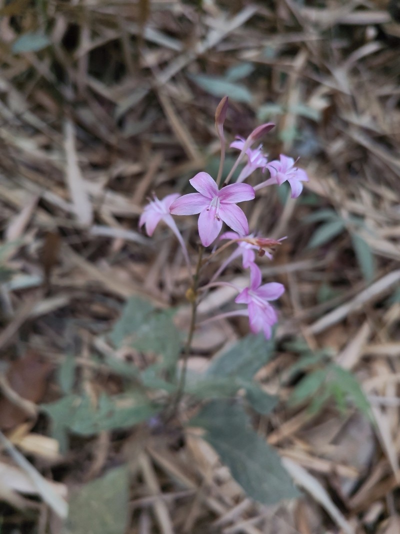 Pseuderanthemum parishii photo 7