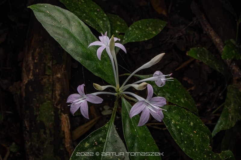 Pseuderanthemum parishii photo 8