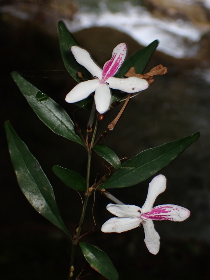 Pseuderanthemum pelagicum