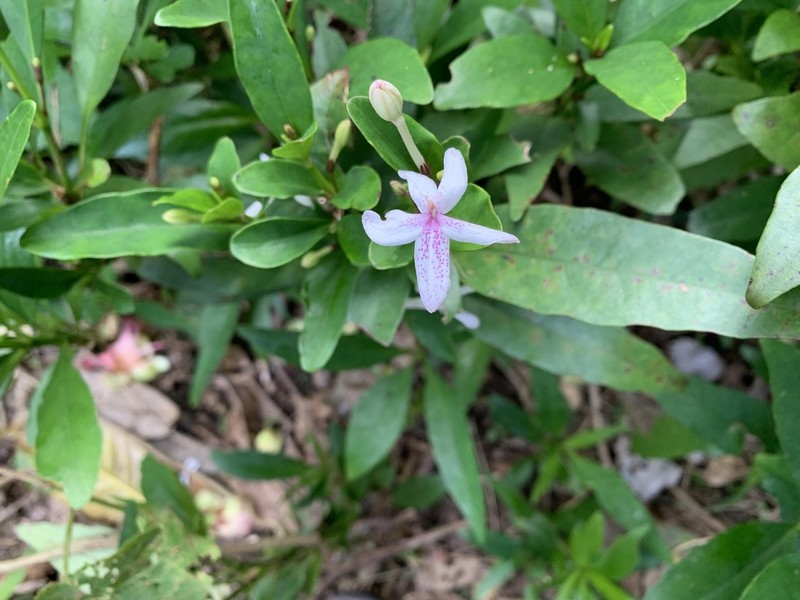 Pseuderanthemum pelagicum photo 2