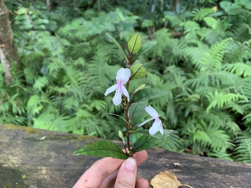 Pseuderanthemum pelagicum photo 3