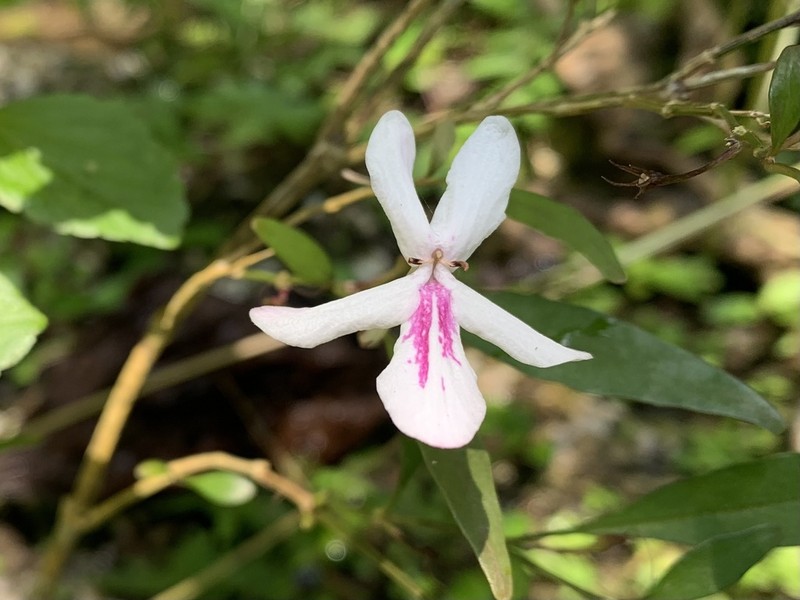 Pseuderanthemum pelagicum photo 4