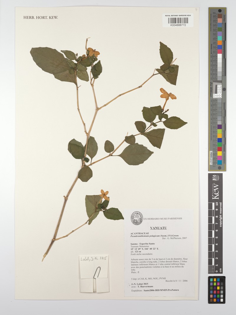Pseuderanthemum pelagicum photo 5
