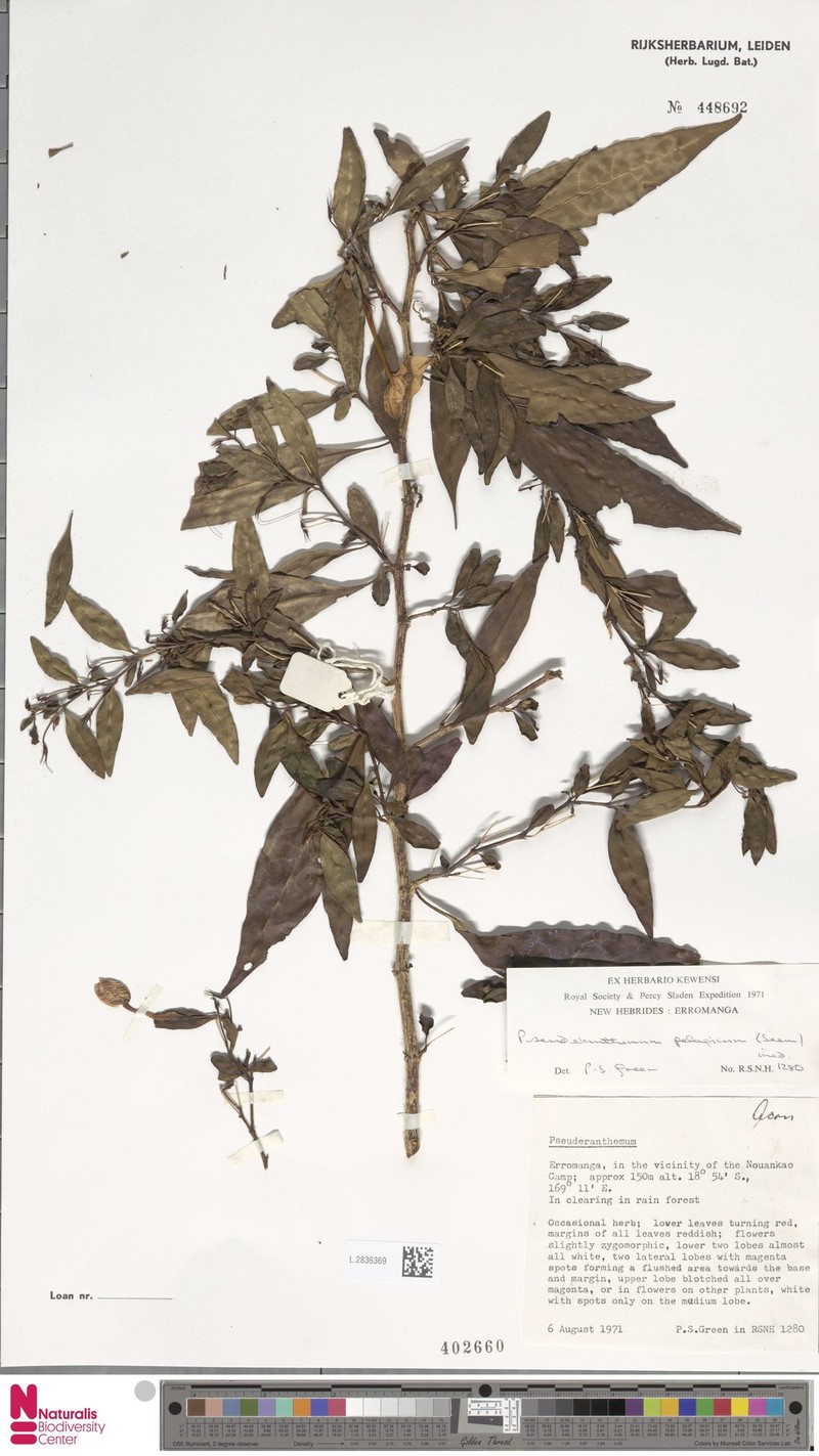 Pseuderanthemum pelagicum photo 6