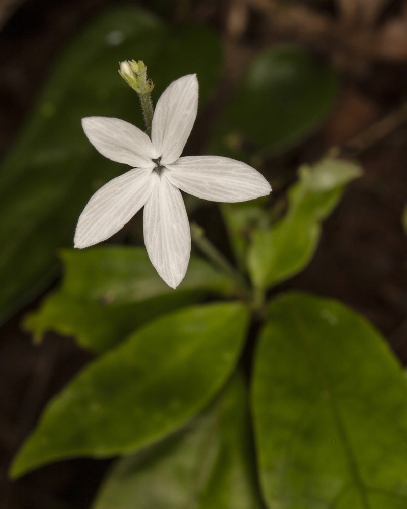 Pseuderanthemum pittieri