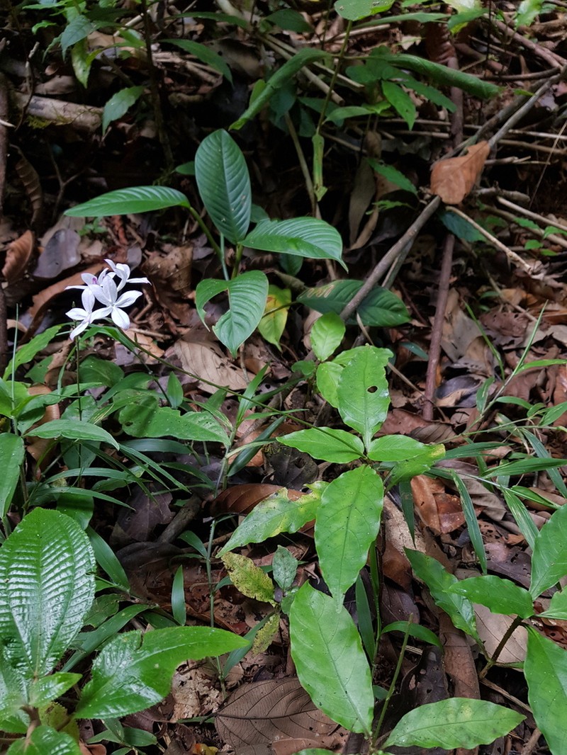 Pseuderanthemum pittieri photo 2