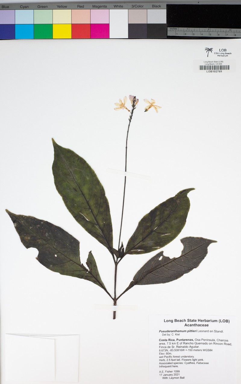 Pseuderanthemum pittieri photo 3