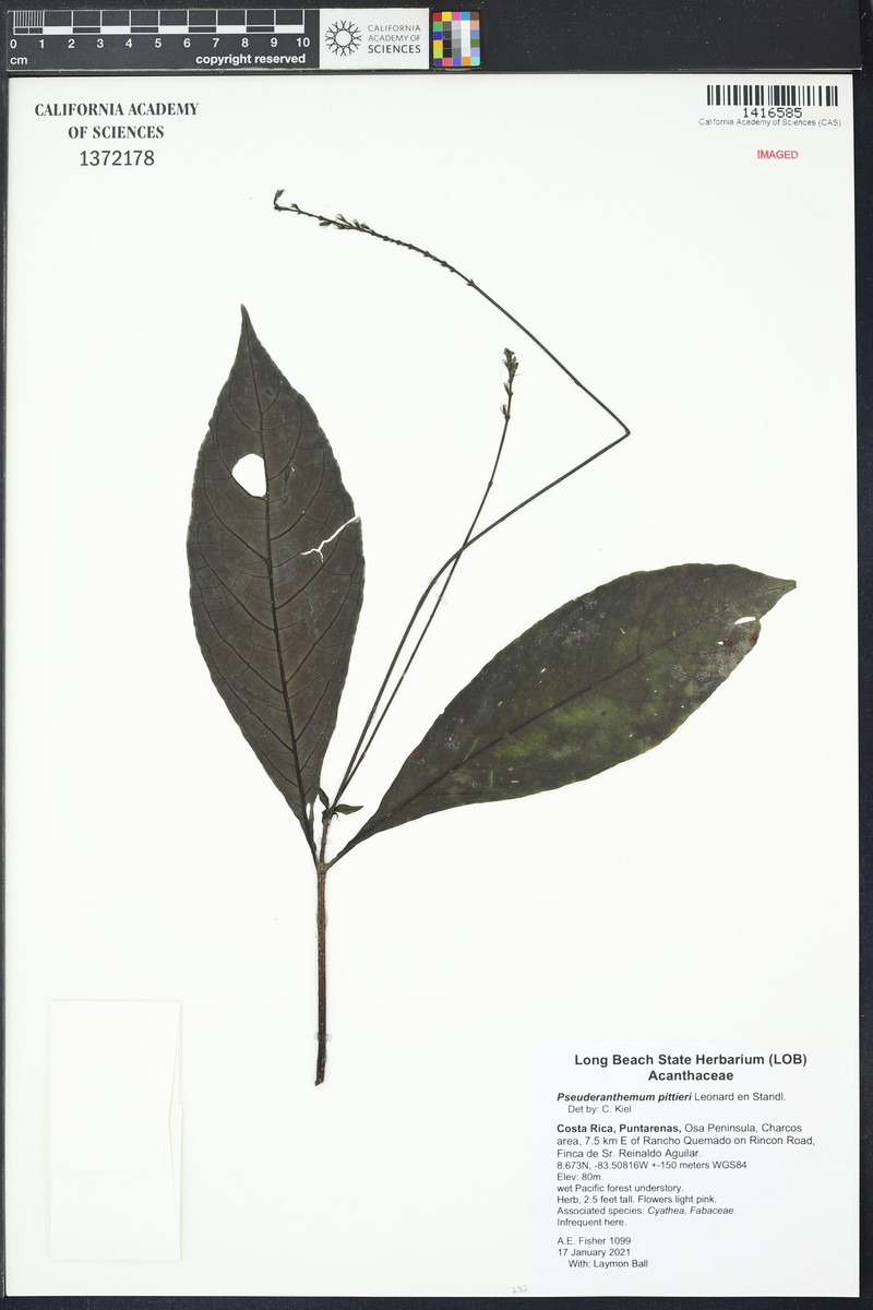 Pseuderanthemum pittieri photo 4