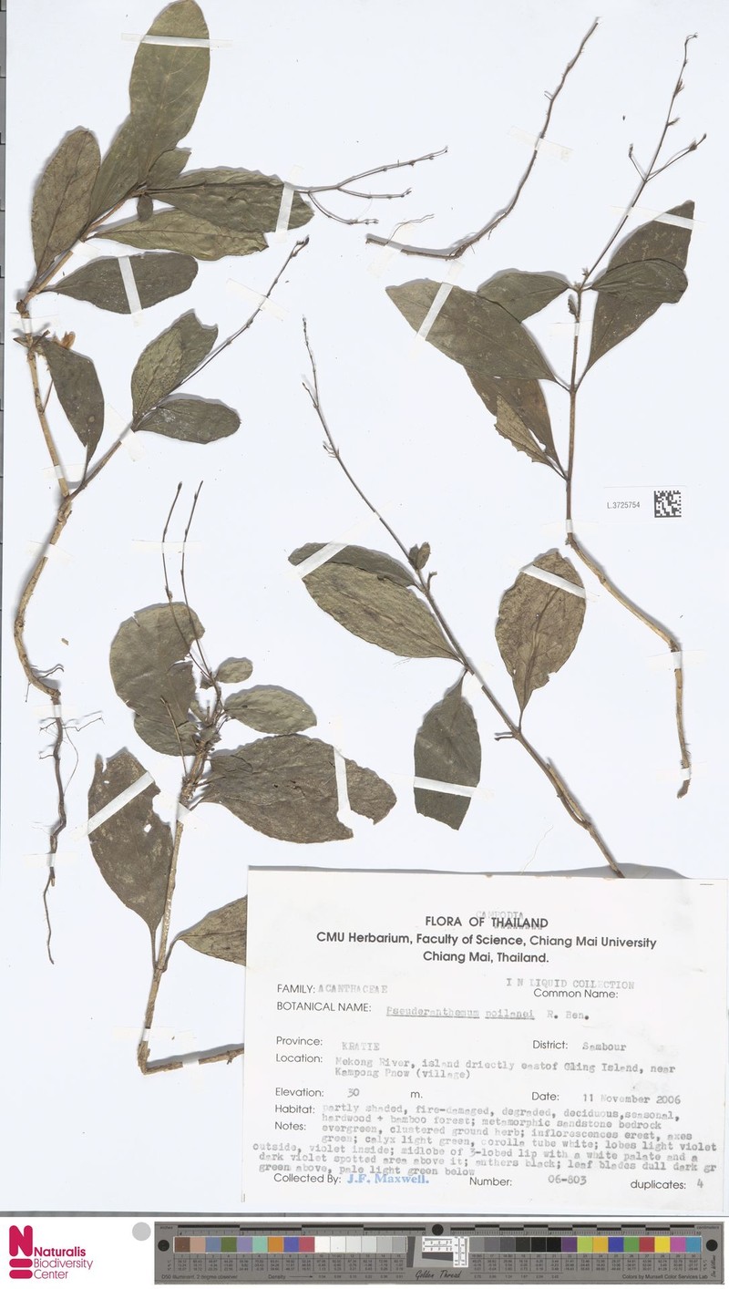 Pseuderanthemum poilanei