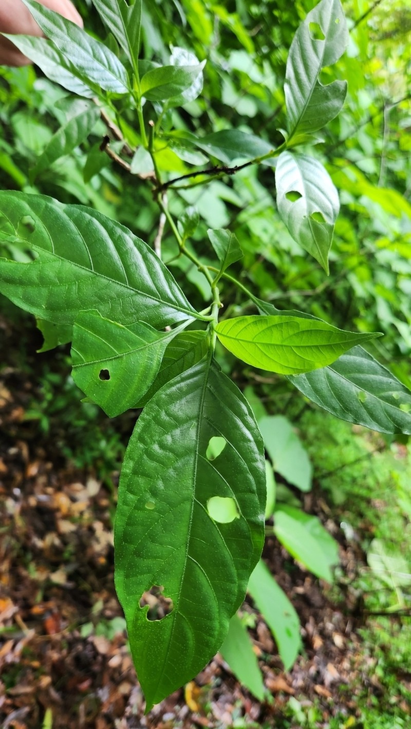 Pseuderanthemum polyanthum