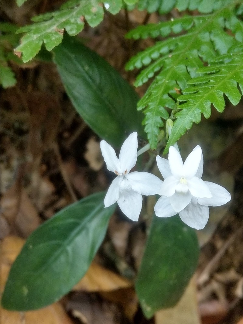 Pseuderanthemum polyanthum photo 2