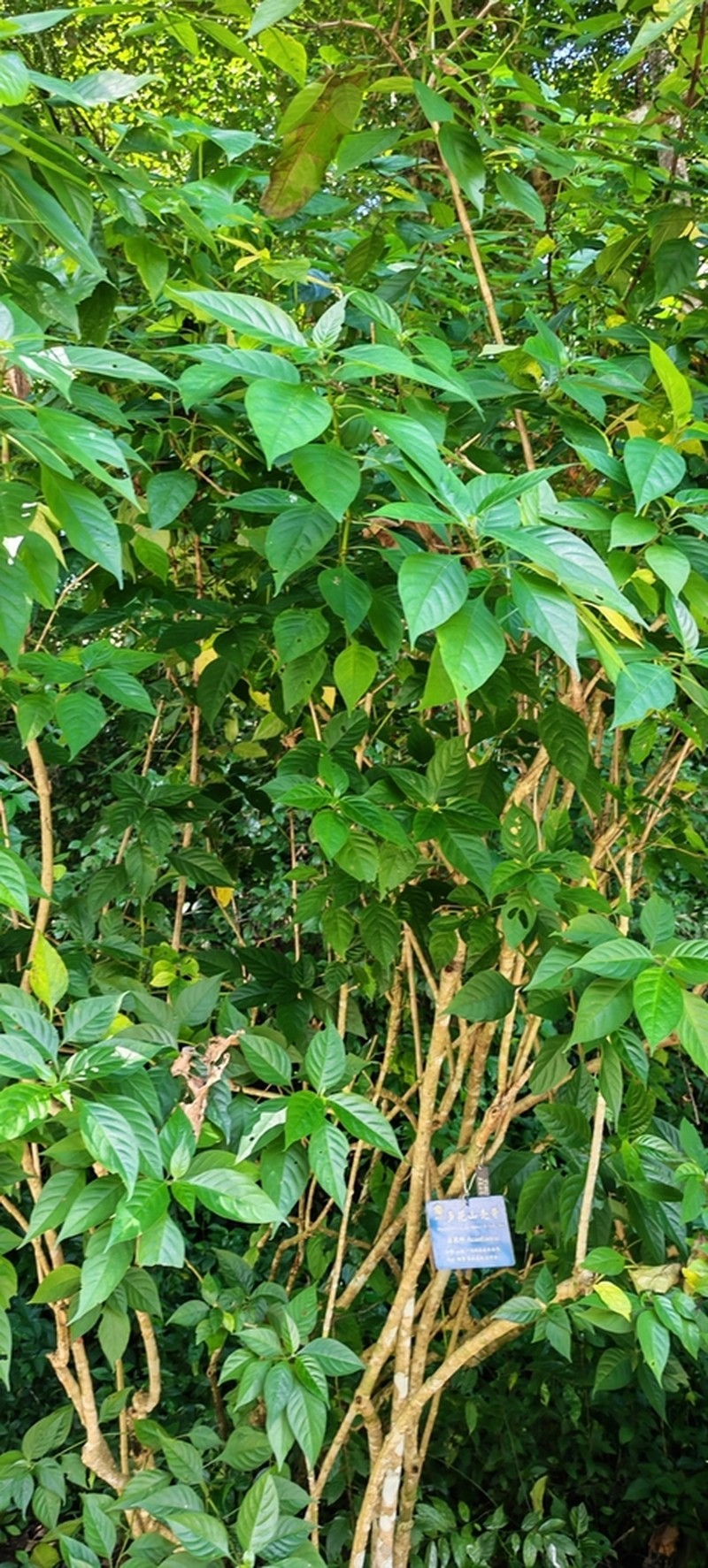 Pseuderanthemum polyanthum photo 3