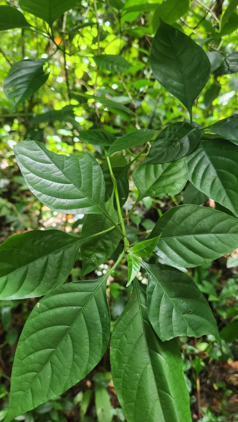 Pseuderanthemum polyanthum photo 4