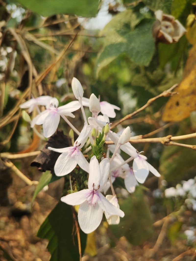 Pseuderanthemum polyanthum photo 5