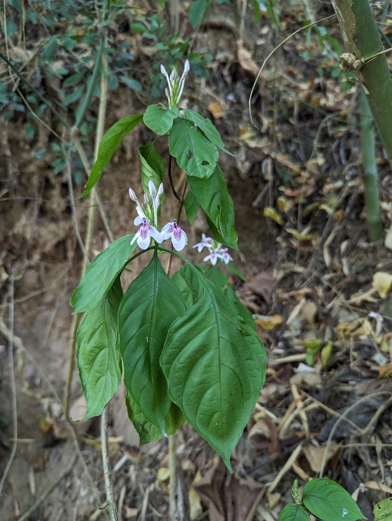Pseuderanthemum polyanthum photo 6