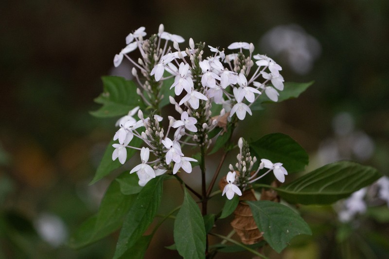 Pseuderanthemum polyanthum photo 7
