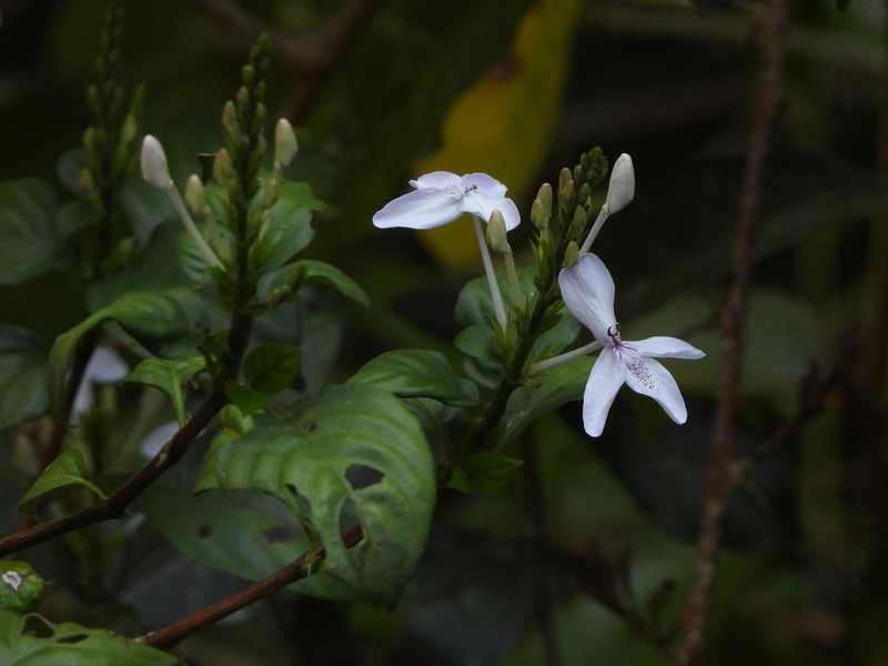 Pseuderanthemum polyanthum photo 8