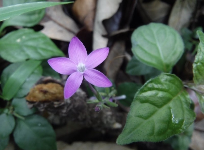 Pseuderanthemum praecox