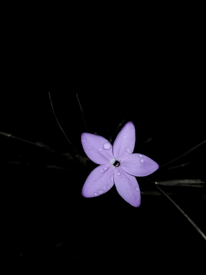 Pseuderanthemum praecox photo 2