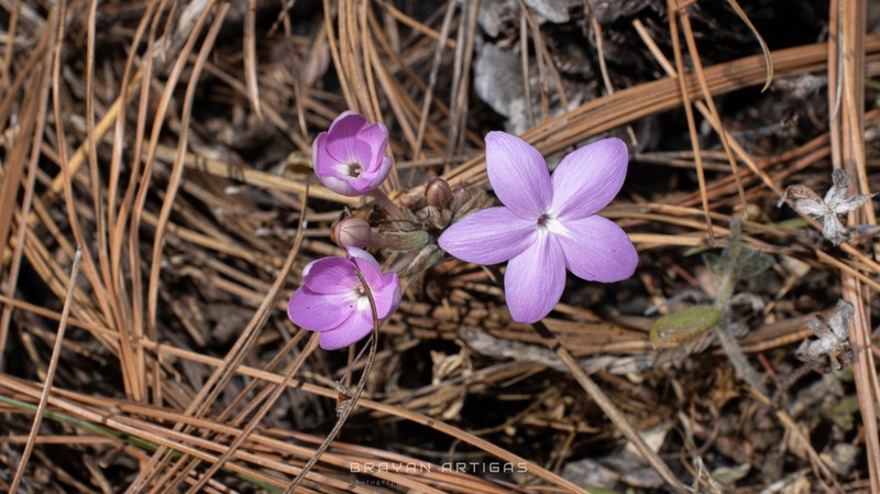 Pseuderanthemum praecox photo 3