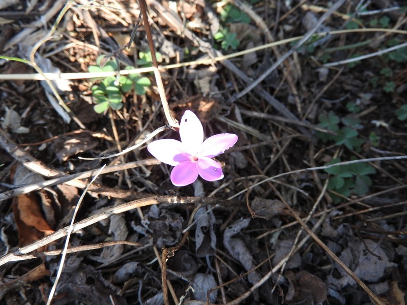 Pseuderanthemum praecox photo 4